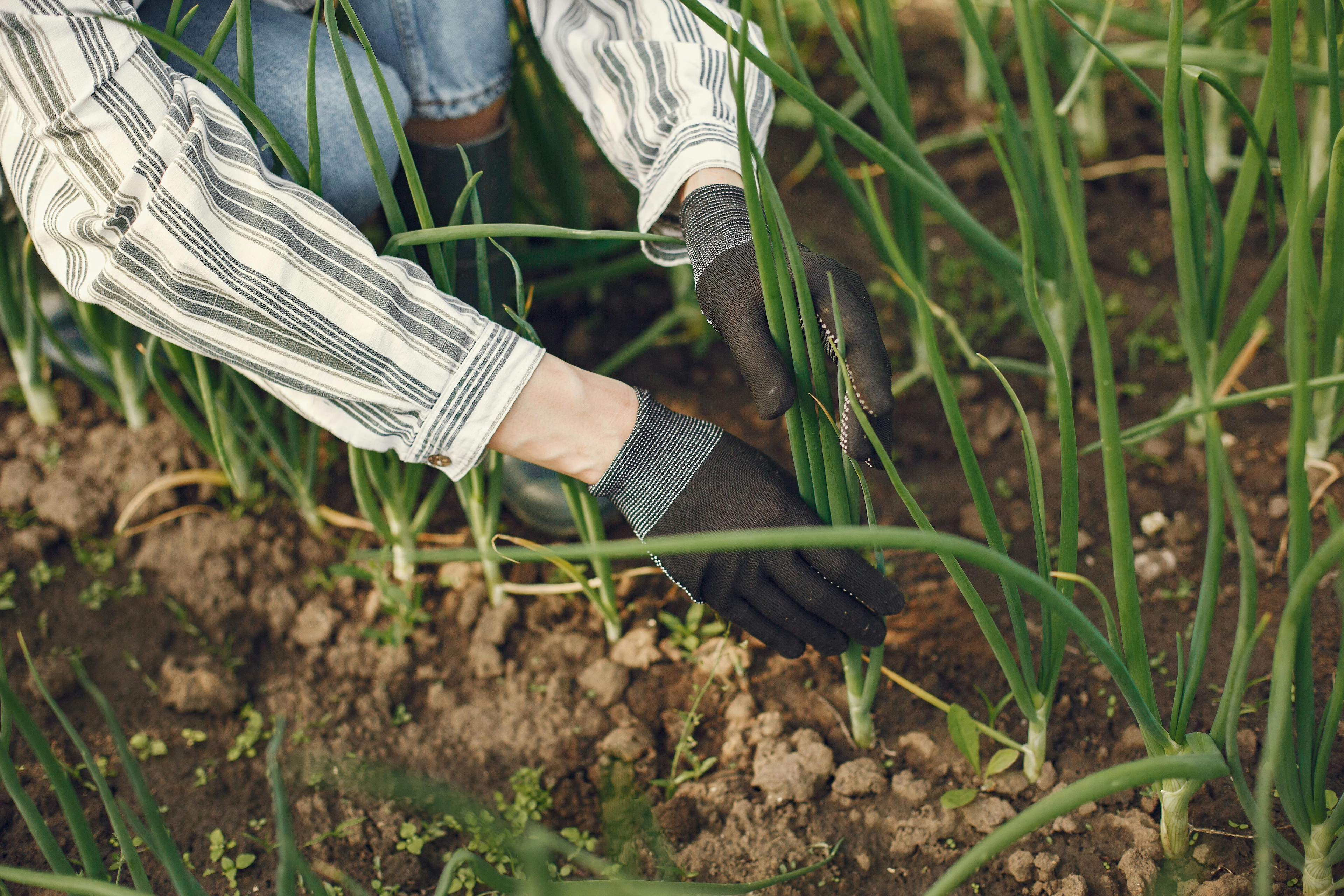 Ein Gärtner mit Handschuhen, der Zwiebeln pflegt, als Symbol für nachhaltige heimische Gartenarbeit und Bio-Produkte.