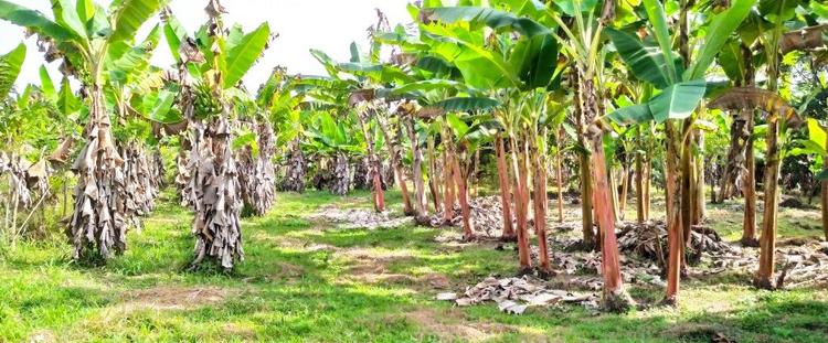 Strengthening Local Food Systems
